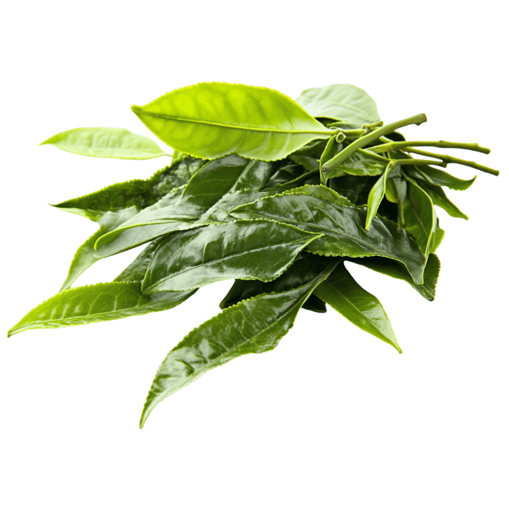 Camellia sinensis