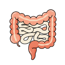 Prebava, probiotiki in encimi