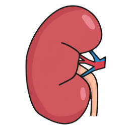 Rinichi, ficat și tract urinar