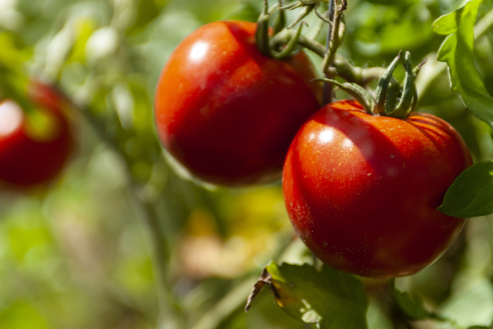 Solanum lycopersicum