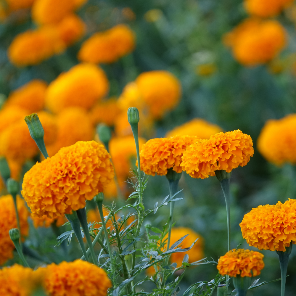 Tagetes erecta