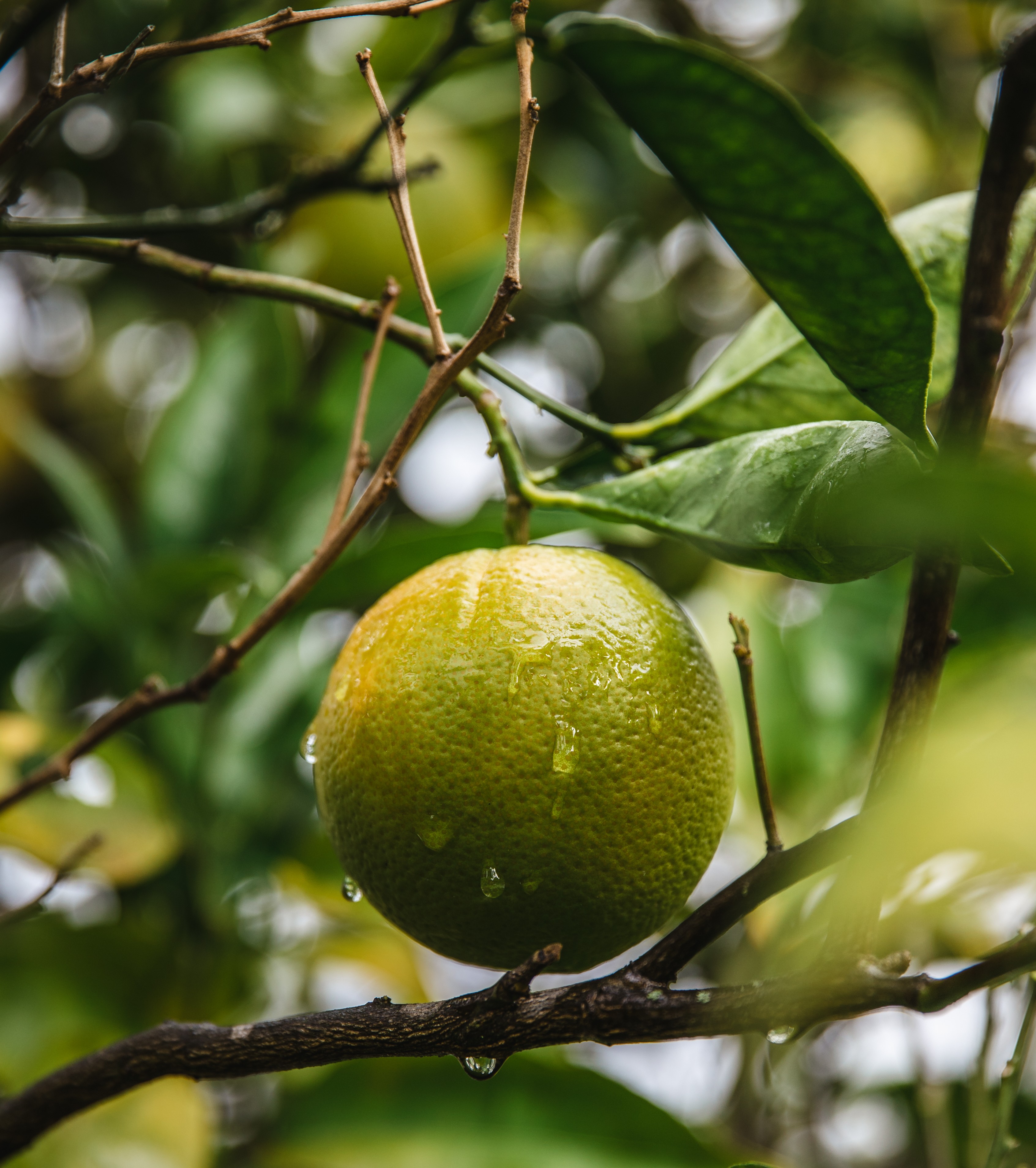 Zelený čaj – Camellia sinensis