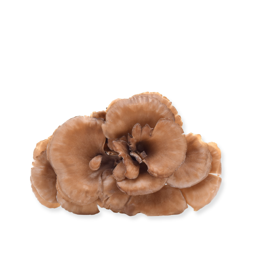 Maitake