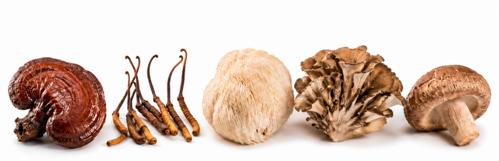 Mushroom Complex