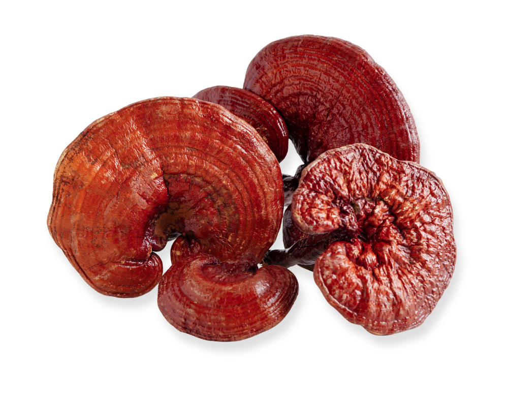 Reishi houba